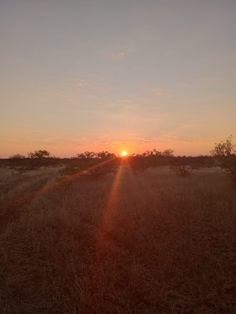 南アフリカのブッシュでの夕日