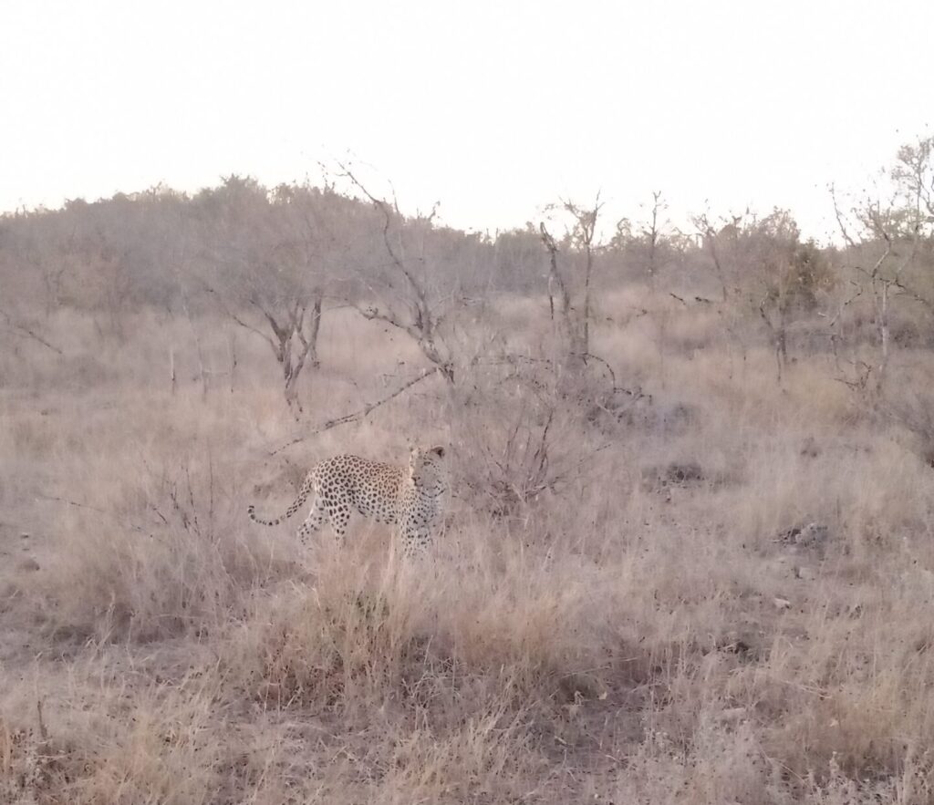 ヒョウ