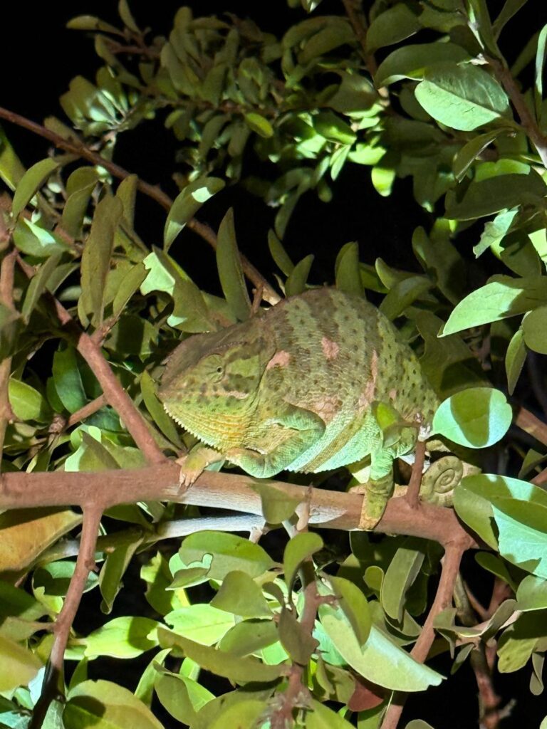 木の枝に掴まっているカメレオン。