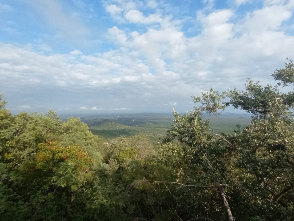 南アフリカ夏のブッシュ。緑の景色が広がっています。