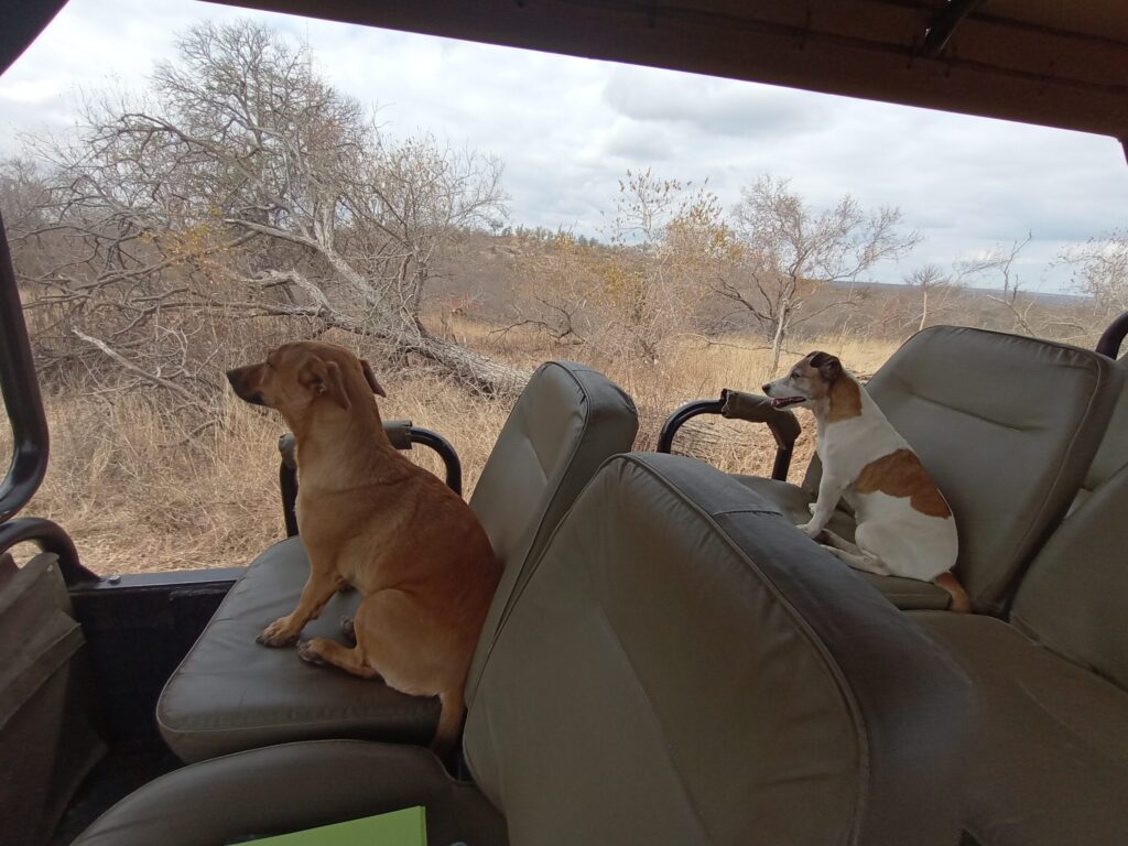 サファリカーの座席に座っている2匹の犬