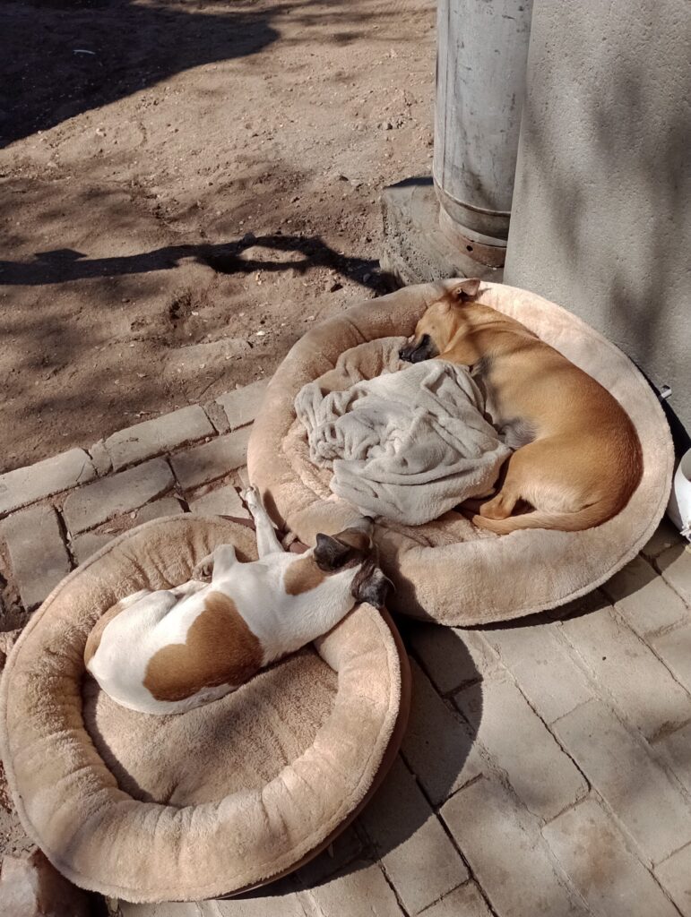 ペット用のクッションで寝ている2匹の犬