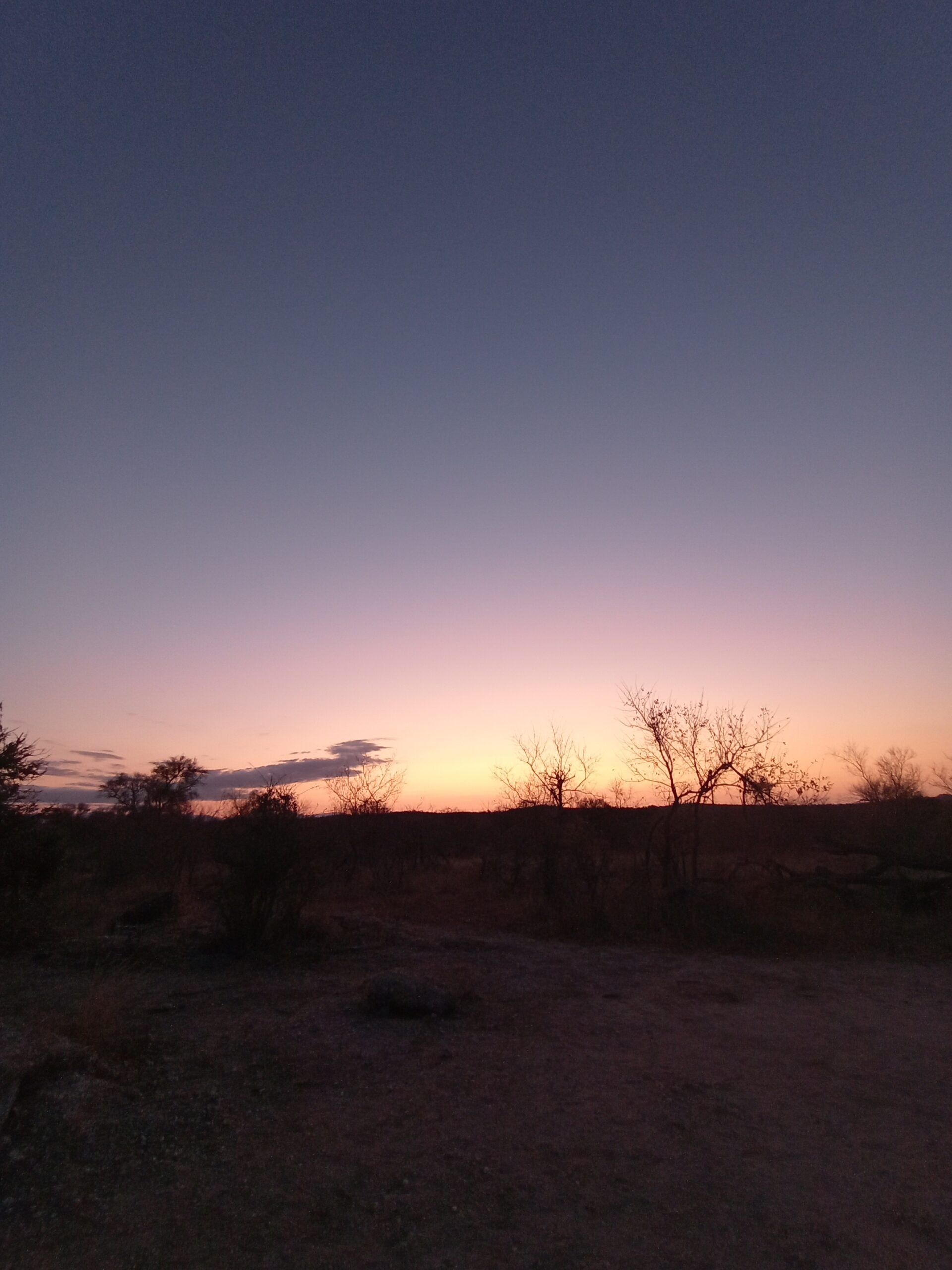 ブッシュの夕日。木々のシルエットが紺とオレンジのグラデーションに映えています