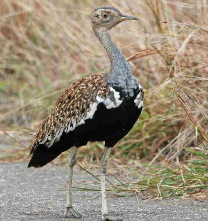 カンムリショウノガンの写真。ミニチュアダチョウみたいな鳥です。胸から腹にかけて黒く、背中側は茶色いです。