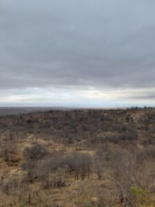 アフリカのブッシュ。奥は太陽の光が当たり、手前は曇っています