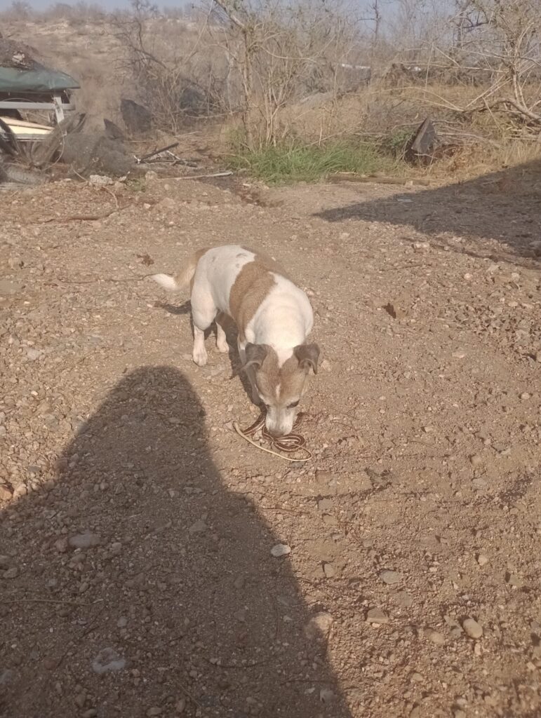 ヘビを噛み殺した犬、リンタ