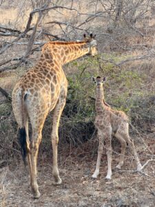 キリンのお母さんと赤ちゃん。生まれて数日も経っていないと思われます