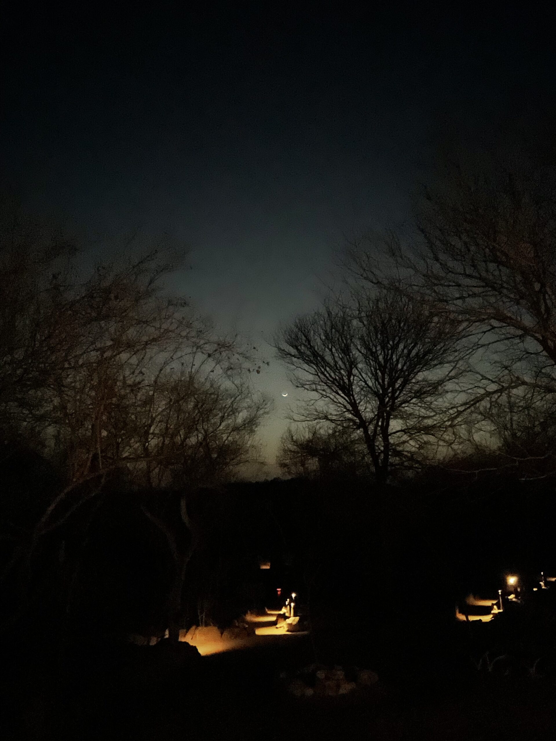 日没後のブッシュ。黒い木々と三日月がグラデーションの空を背景に浮かんでいます。
