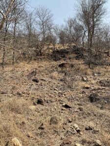 乾燥したブッシュの中、草を食べるオスのインパラ