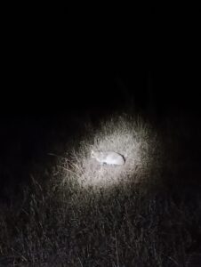 夜、スポットライトに照らされるアフリカンワイルドキャット