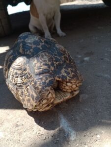 頭を引っ込めたカメ