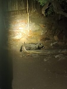 倒木のそばに横になるシベット。ジャコウネコ科の動物です