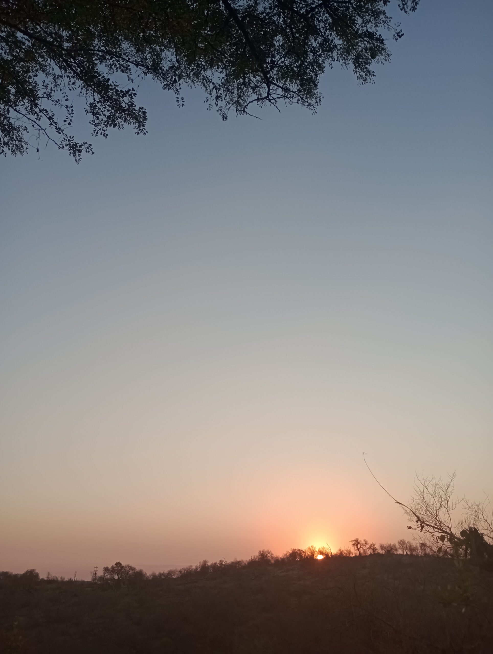 ブッシュの朝日