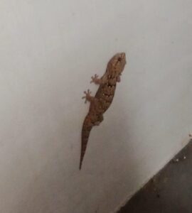 壁に張り付いているゲッコー