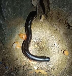 地面を這うミリピード、日本語ではヤスデ