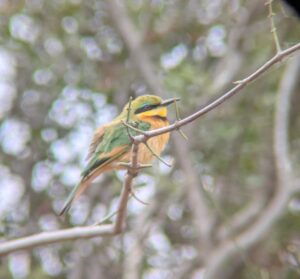 枝にとまっている、リトルビーイーターというカラフルな鳥です