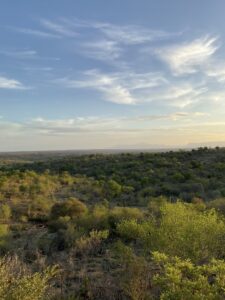 緑のブッシュが一面に広がっています