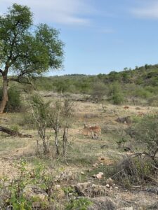 インパラのお母さんと赤ちゃん