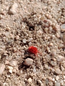 レッドヴェルヴェットマイト、という赤いダニです