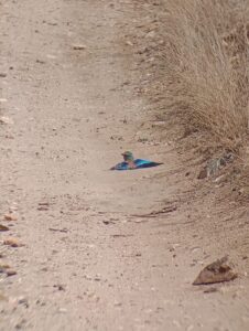 地面に寝そべるライラックブレスティッドローラーというカラフルな鳥