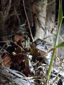ターナーズ・スィックトウド・ゲッコーというヤモリです