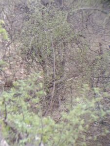 ブッシュの中で横たわるレパード