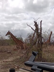横になって休むキリンたち。首は直立したままです