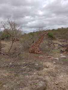 横になって休むキリン。首は直立したまま休みます