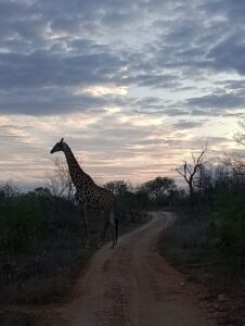 黄昏の中、道に佇むキリン