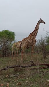 お母さんキリンのお乳を飲むキリンの子