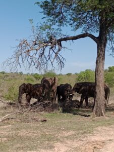 木陰で休むゾウの家族。何頭かは横になっています