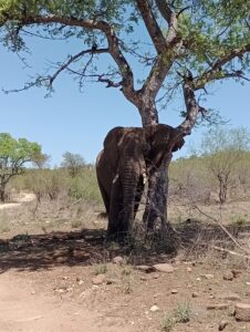 木陰で木に寄りかかって休むゾウ