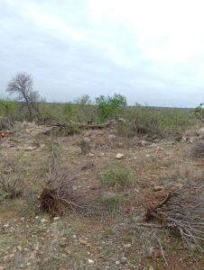 ブッシュの中を歩くヒョウ