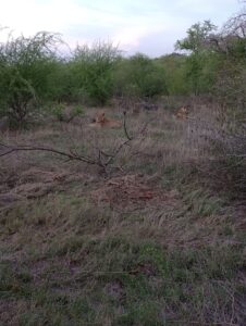 ブッシュに寝そべっているライオン