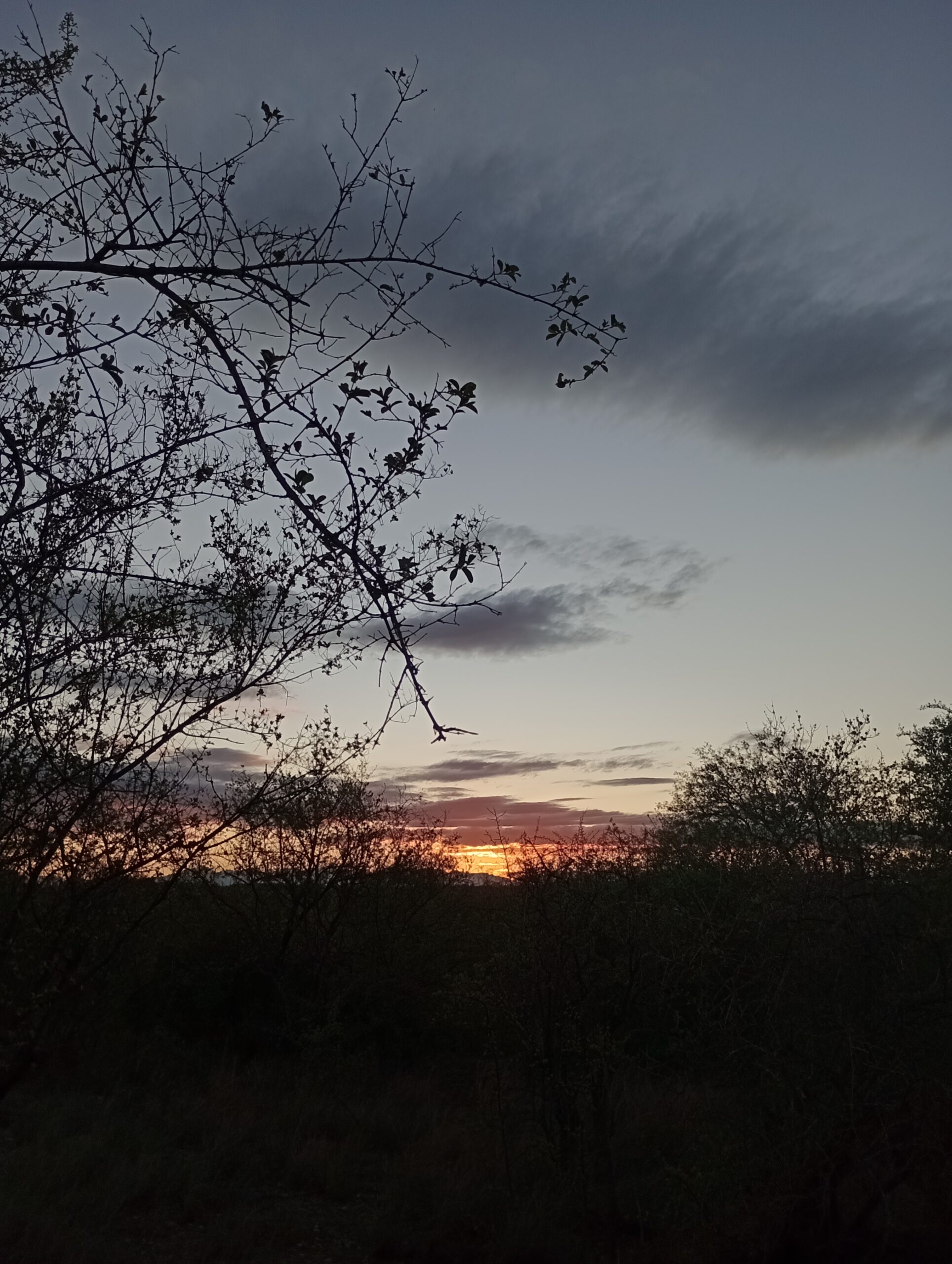 ブッシュに沈む夕日