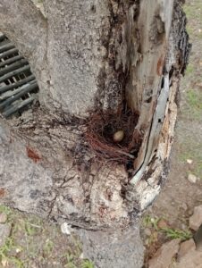 木の枝もとに作られた鳥の巣。卵が１つ見えます