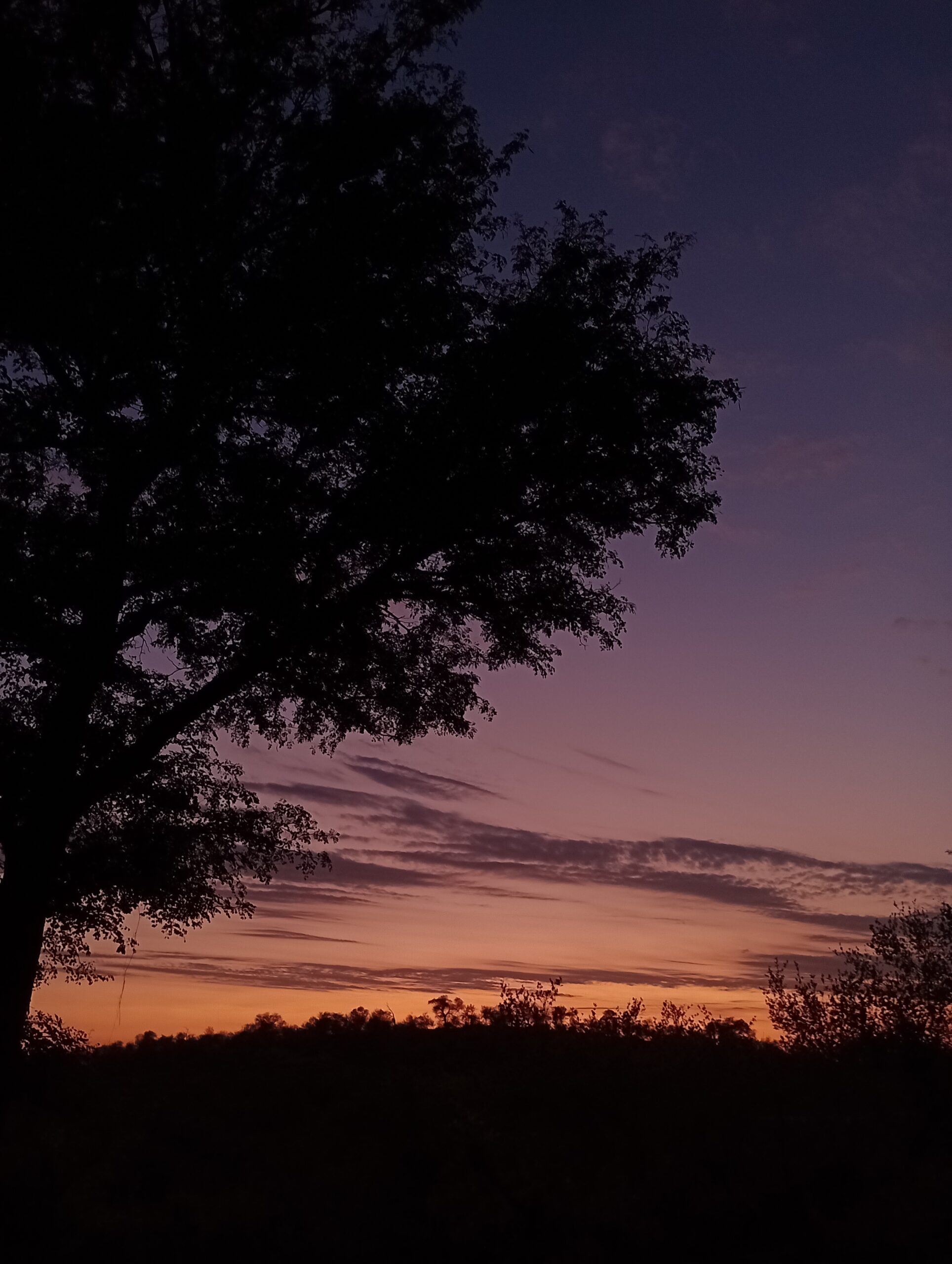 日の出直前のブッシュ。紫とオレンジのグラデーションが綺麗な空です