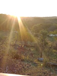 インパラのお母さんと赤ちゃん2匹