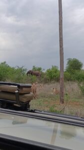 ゾウを見つめるライオンの群れ