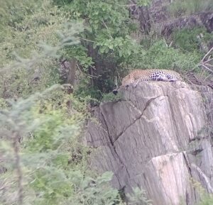 岩の上で寝そべるヒョウ