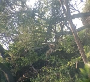 岩の上に横になっている2匹の若いヒョウ