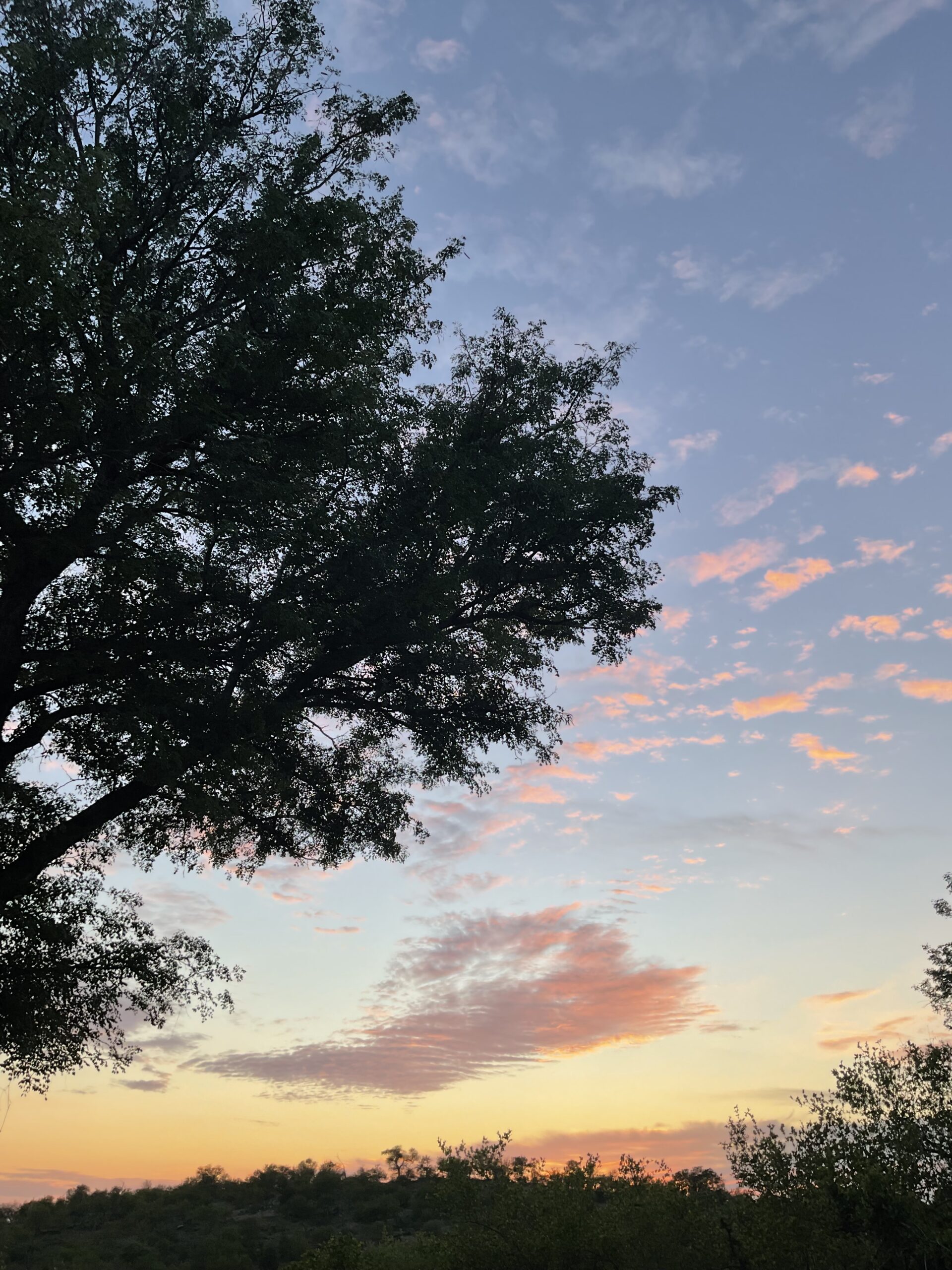 ブッシュの朝焼け。オレンジと水色のグラデーションです