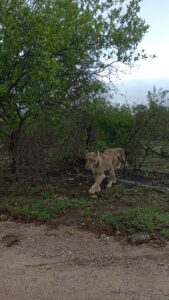 こちらに向かって歩いてくる2匹のライオン