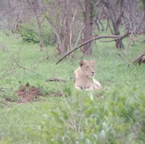 寝そべっている若いオスのライオン