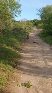 道を歩くライオン