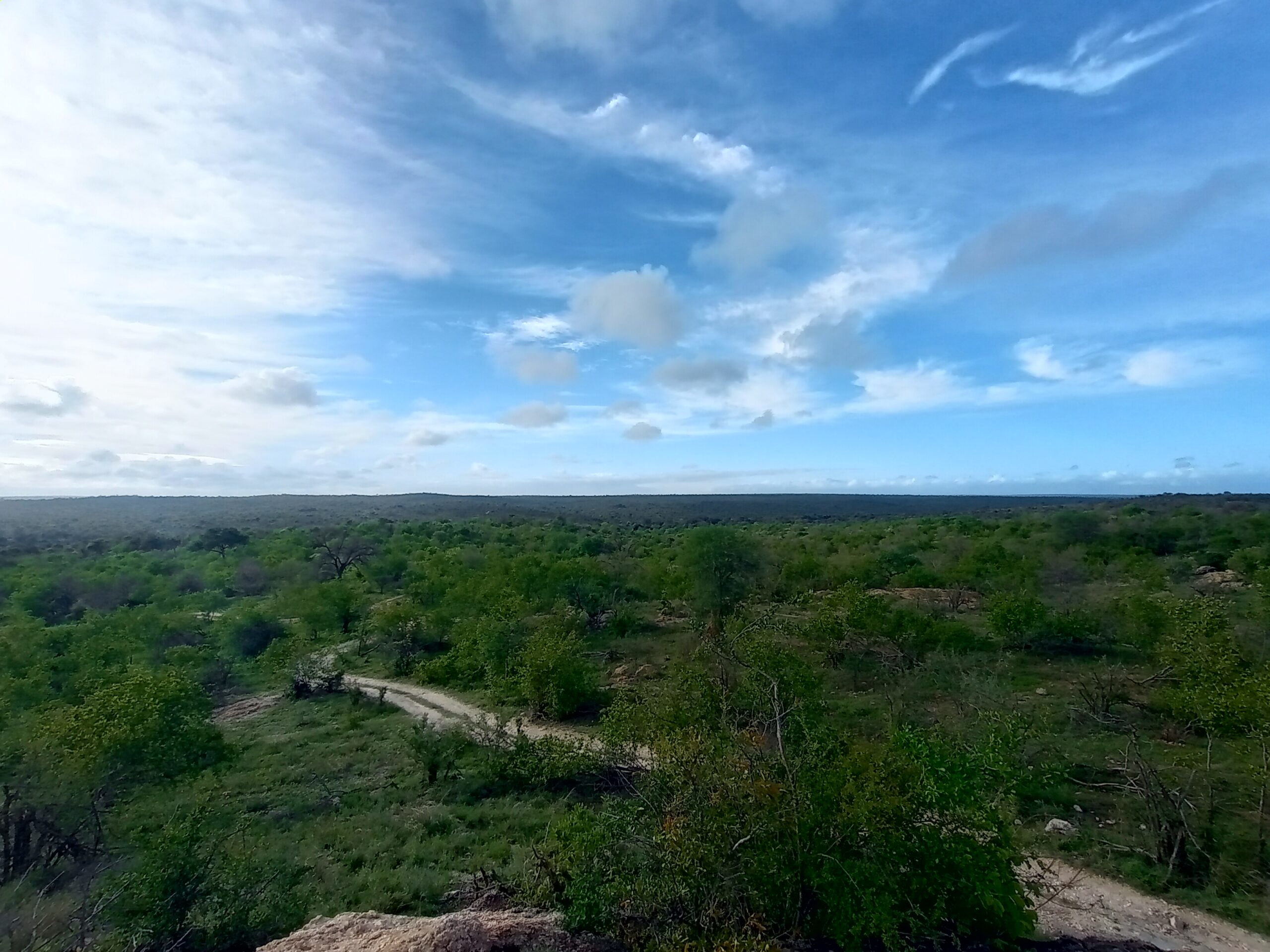 青い空と緑のブッシュ