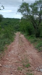 道の真ん中に立っているセグロジャッカル